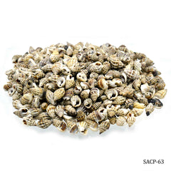 Shells China kaka Mooku 100gm SACP-63