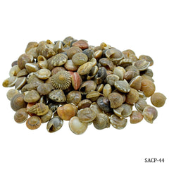 Shells Colour Pabukannu 100gm SACP-44