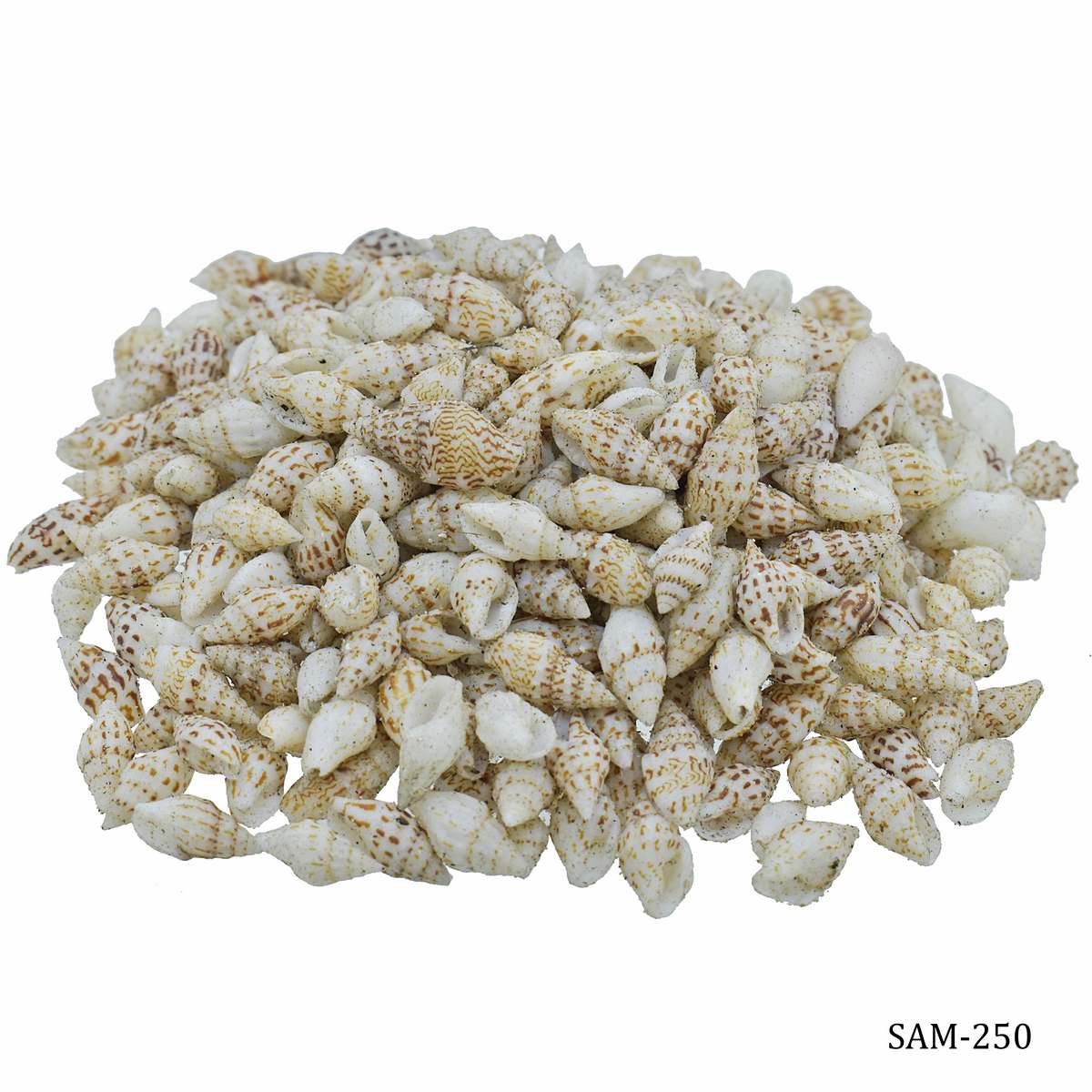 Shells Dori Sangv Mani 100gm SAM-250