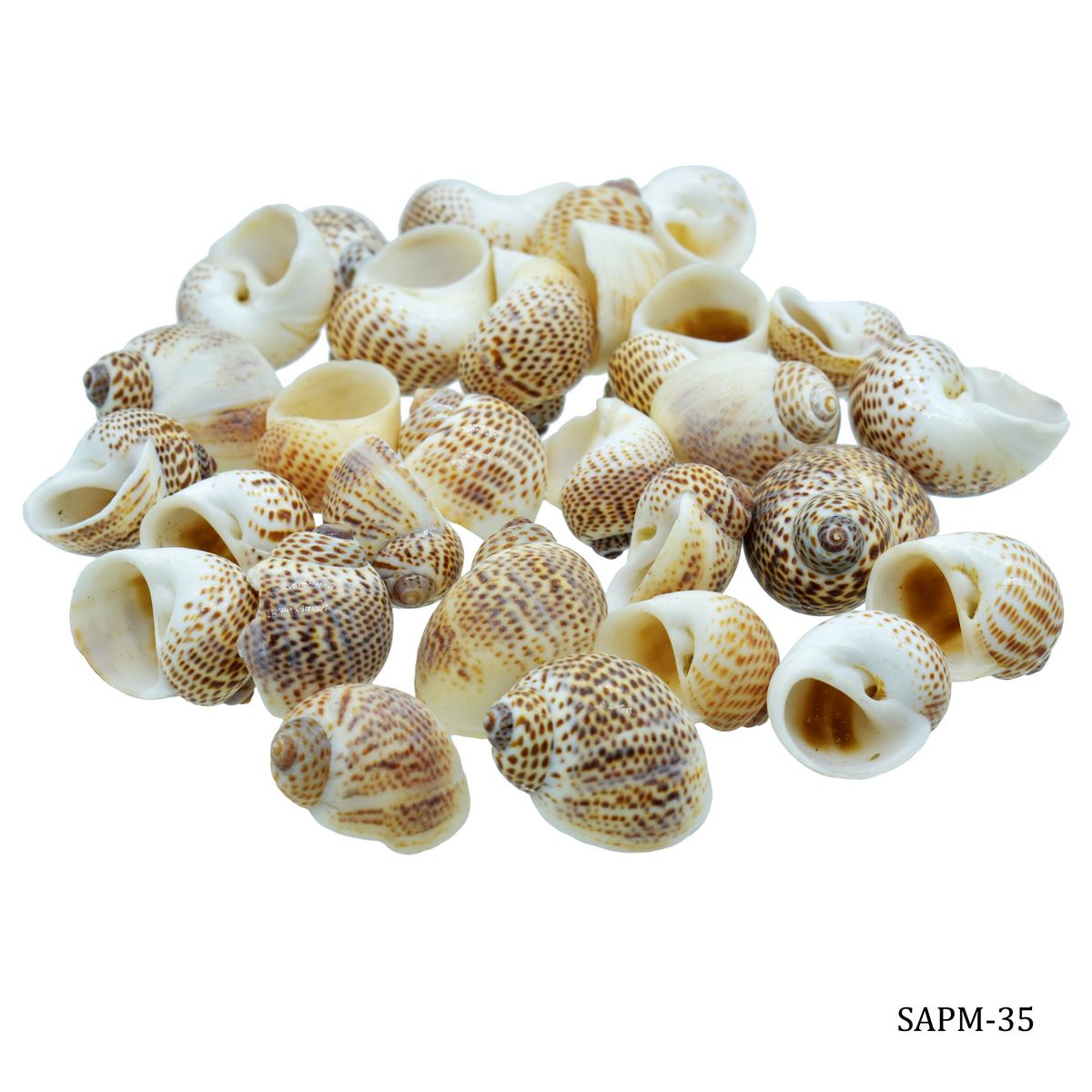 Shells Pulli Muttai 100gm SAPM-35