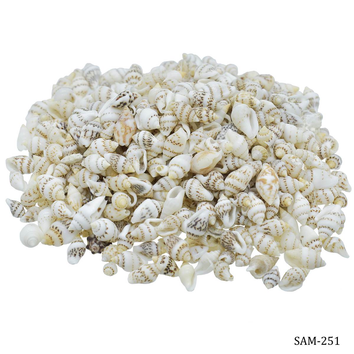 Shells Sangv Mani 100gm SAM-251