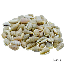Shells Small Pacha Kili 100gm SASP-13