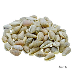 Shells Small Pacha Kili 100gm SASP-13