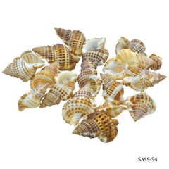 Shells Small Semam 50gm SASS-54