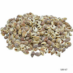 Shells Vietnam Brown Kaka Mooki 100gm SAV-67
